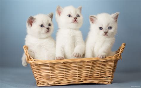 عکس بچه گربه های سفید گالری عکس و تصویر
