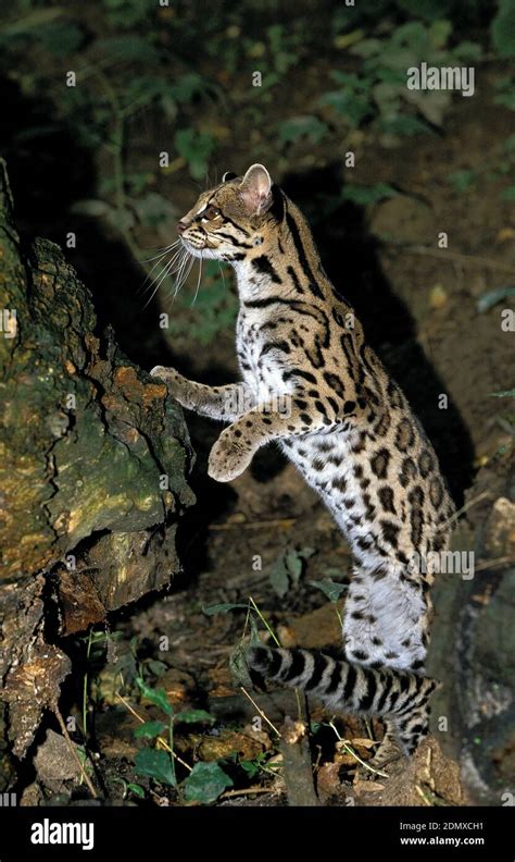 Margay Cat Leopardus Wiedi Adult Standing On Hind Legs Stock Photo