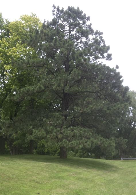 Minnesota Seasons Ponderosa Pine