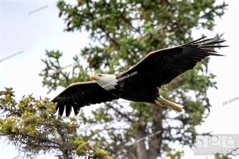 Bald Eagle Haliaeetus Leucocephalus Flying In Front Of An Evergreen Tree With Wings Spread Out