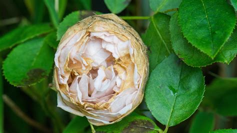 Rose Pests And Diseases Advice On 5 Common Problems Gardeningetc