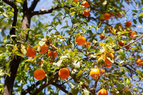 Tangerine Branch Stock Image Image Of Botanic Living 98939733