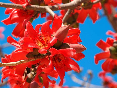 La flor nacional de Argentina | Espores
