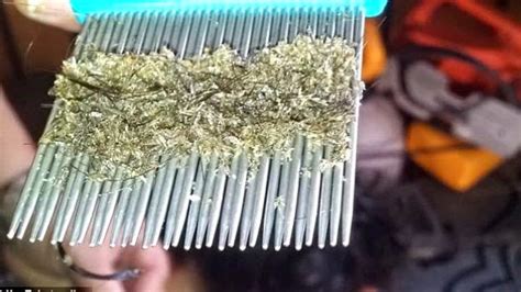 Dalam bahasa medis disebut pediculosis. ZAFRANzafrina: KEPALA AWAK GATAL TAK?