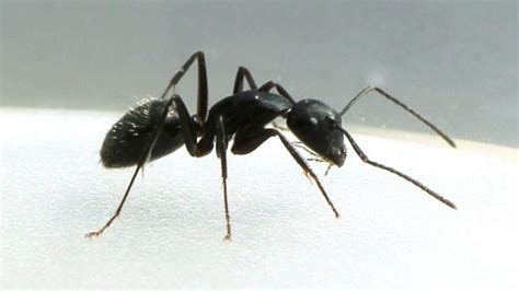 Everything You Need To Know About Common Australian Ants Min Canberra