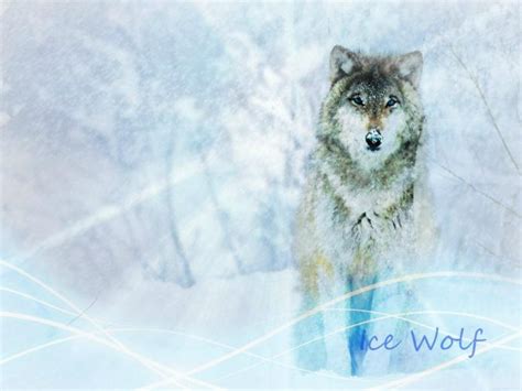 50 Ice Wolf Wallpaper On Wallpapersafari