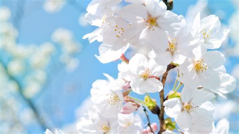 春に白い桜の花 壁紙 1920x1080 壁紙ダウンロード Jabest Wallpapernet 壁紙 春 桜の花 白い花