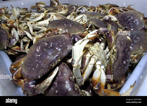 **ADVANCE FOR WEEKEND OF DEC. 13-14**Freshly caught live Dungeness