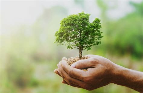 Cuidar Bosques Y Su Efecto En La Naturaleza Compromiso Del Gobierno