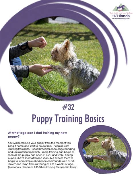 Puppy Training Basics Highlands Veterinary Hospital