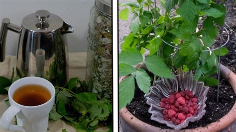 Growing Raspberries In Pots Youtube