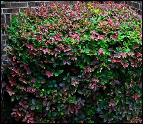 Plastic berry/bay leaf filler bush green/white quantity. Green Foliage On Purple-Leafed Loropetalum - Why A Purple ...