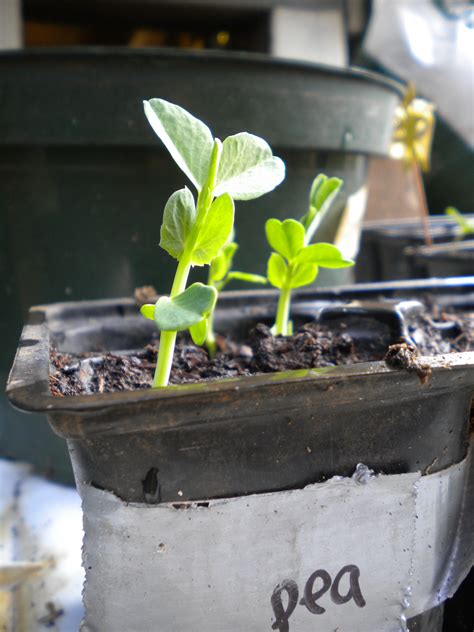 3 Simple Organic Gardening Tips Green Living Ideas