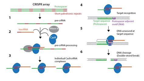 Addgene Crispr History And Development For Genome Engineering