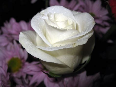 White Rose Wallpapers Wallpaper Cave