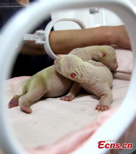 polar bear gives birth to twin cubs global times