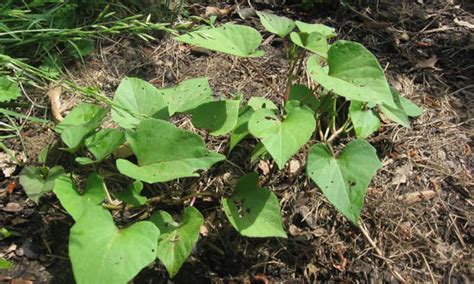 Are Sweet Potato Vines Safe For Dogs