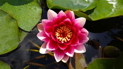 Water Lily Pond Plant Free Photo On Pixabay Pixabay