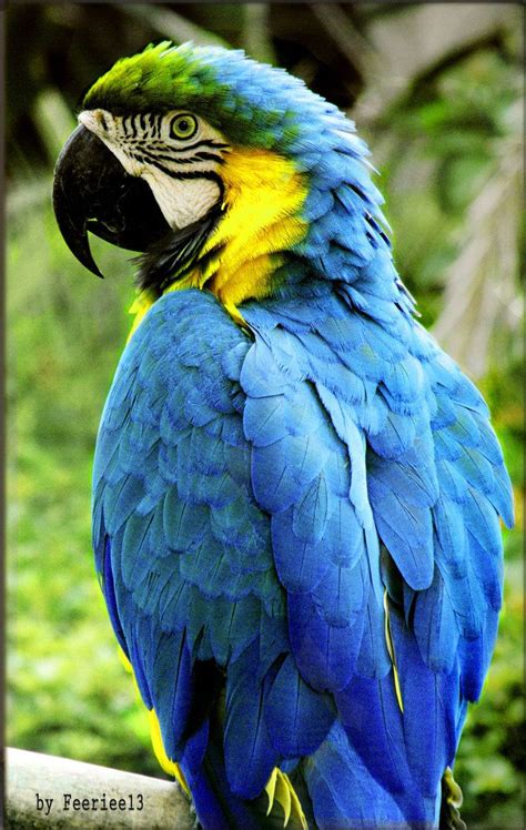 Blue Parrot Pet Birds Parrot Pet Colorful Parrots