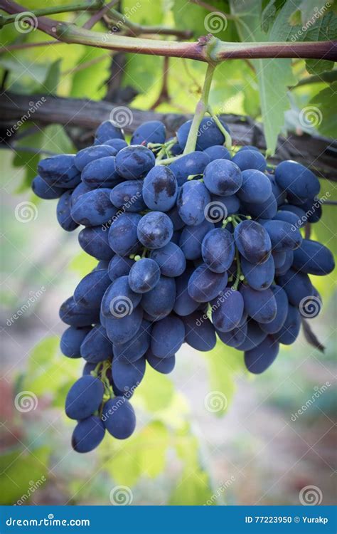 Purple Grapes Grapes On Vine In Garden Stock Photo Image Of Leaf