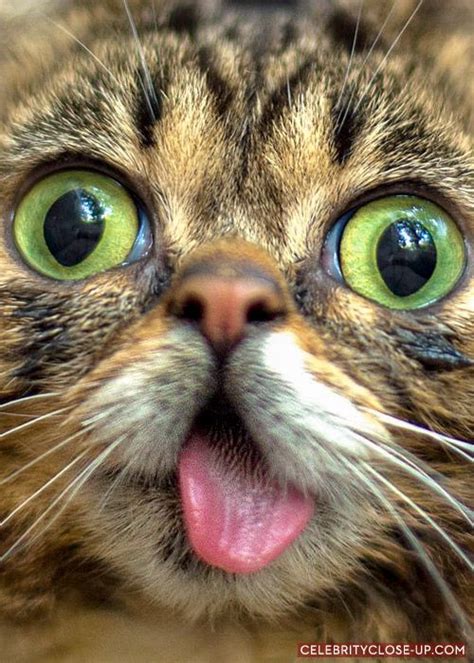 Funny Close Up Cat Pictures Cat Mania