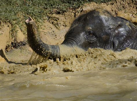 Elephant Swimming Stock Image Image Of Lake Baby Enjoyment 38322623