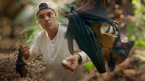¡el Murciélago Más Grande Del Mundo Discovery Latinoamérica