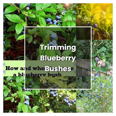 How To Grow Trimming Blueberry Bushes Plant Care And Tips Norwichgardener