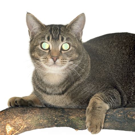 The top 10 night vision goggles of 2021 vary in price and functionality. Animals With Night Vision | DK Find Out