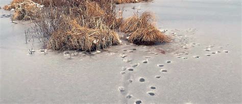 Ye Olde Fishin Holes The Animal Variety Maine Coast Heritage Trust