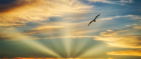 2560x1080 Bird Flying Sunset Evening View Clouds Beautiful Sky 5k