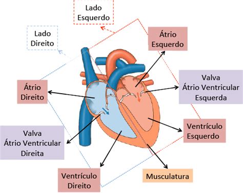 Sistema Cardiovascular Anatomia Papel E Caneta