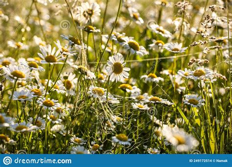 Field Daisies With Gossamer And Dew Drops Stock Photo Image Of