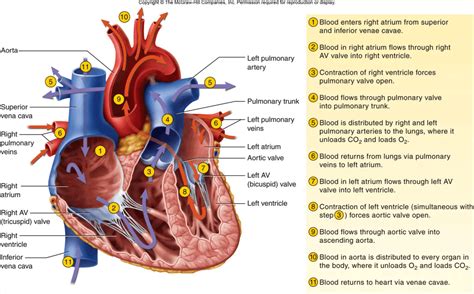 Blood Flow Through The Heart Pathophysiology Nursestudynet