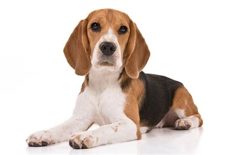 Beagle Dog Breeds Az