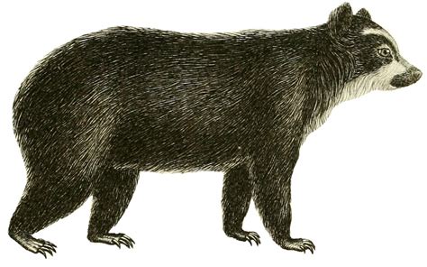 Filespectacled Bear 1829 Wikimedia Commons