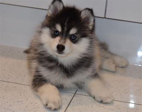 pomsky puppies offer