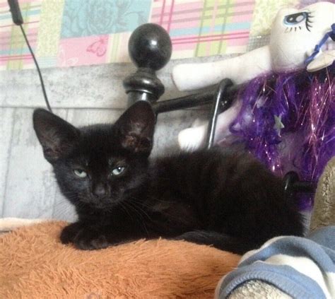 Black Half Siamese Kitten 8 Weeks Old Potty Trained 3000 In Wirral