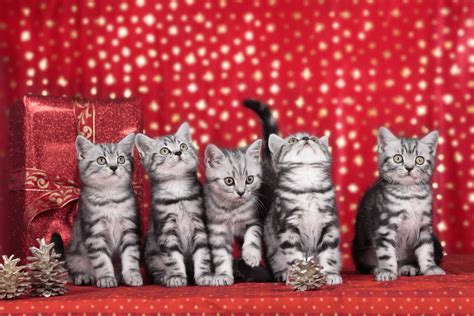 Kucing comel yang anda mungkin tidak pernah lihat. Koleksi Gambar Kucing Comel Manja Gebu Lucu & Cute (Kartun ...