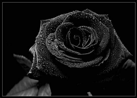 solitary soul black rose