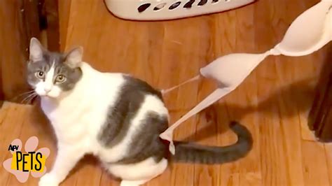 Craziest Cats Ever The Best Cute Funny Animal Videos Compilation 2