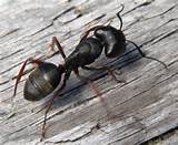 Pictures of Modoc Carpenter Ants