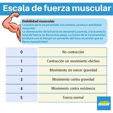 Pin De Elisabet Nieto Martínez En Eir Fuerza Muscular Anatomía