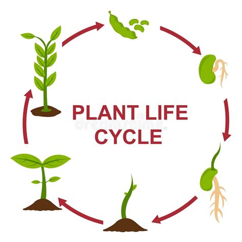 Plant Life Cycle Stock Illustrations 6695 Plant Life Cycle Stock