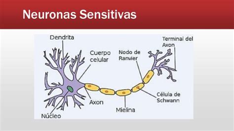 Tipos De Neuronas Breen Flores