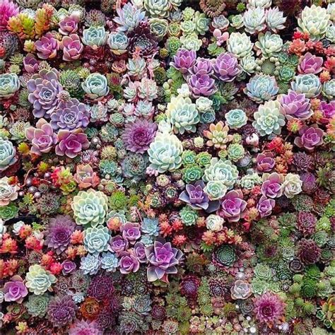 Cactus, for singular or cacti, for plural belong to the plant family cactaceae. bohemian | Succulents, Planting succulents, Plants