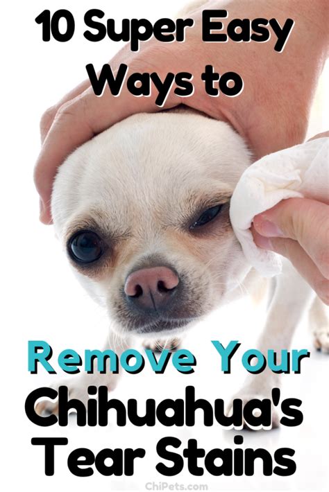 10 Super Easy Ways To Remove Your Chihuahuas Tear Stains Tear Stains