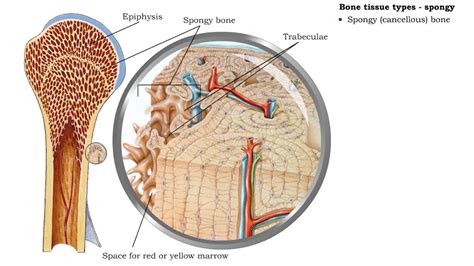 Two Types Of Osseous Tissue