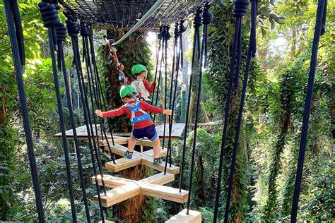 Treetop Challenge Juniors North Tamborine Must Do Brisbane