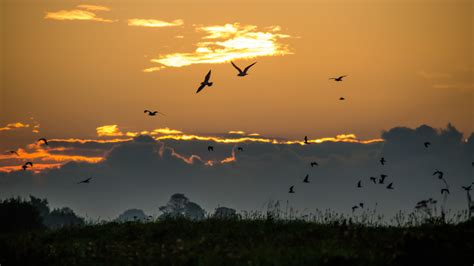 Wallpaper Sunlight Landscape Birds Sunset Nature Reflection Sky